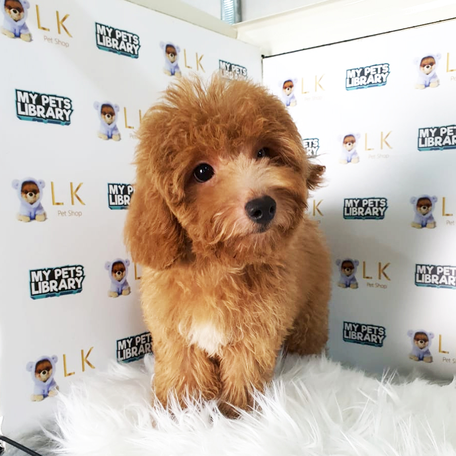 Toy Poodle Puppy (Male) For Sale