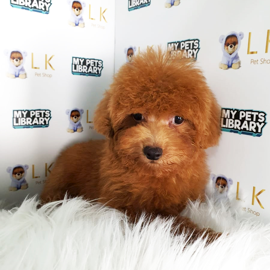 Toy Poodle Puppy (Male) For Sale