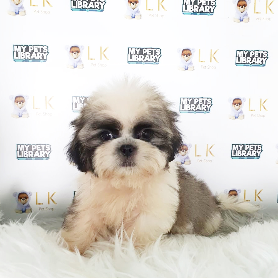 Shih Tzu Puppy (Male) For Sale