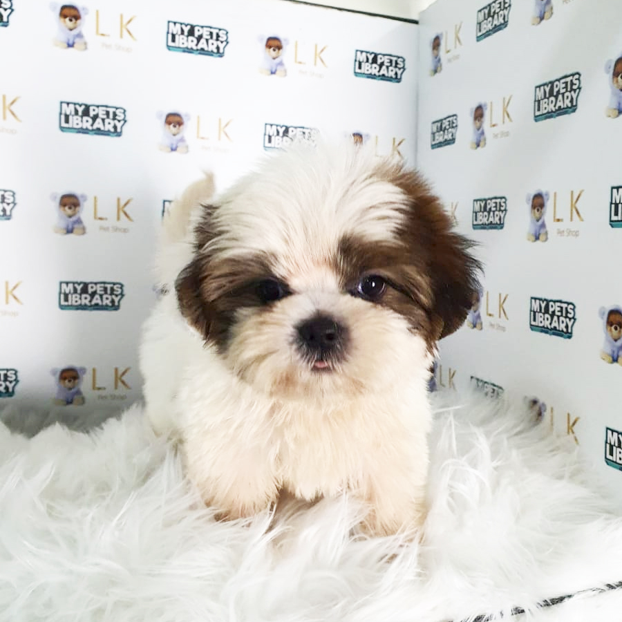 Shih Tzu Puppy (Male) For Sale