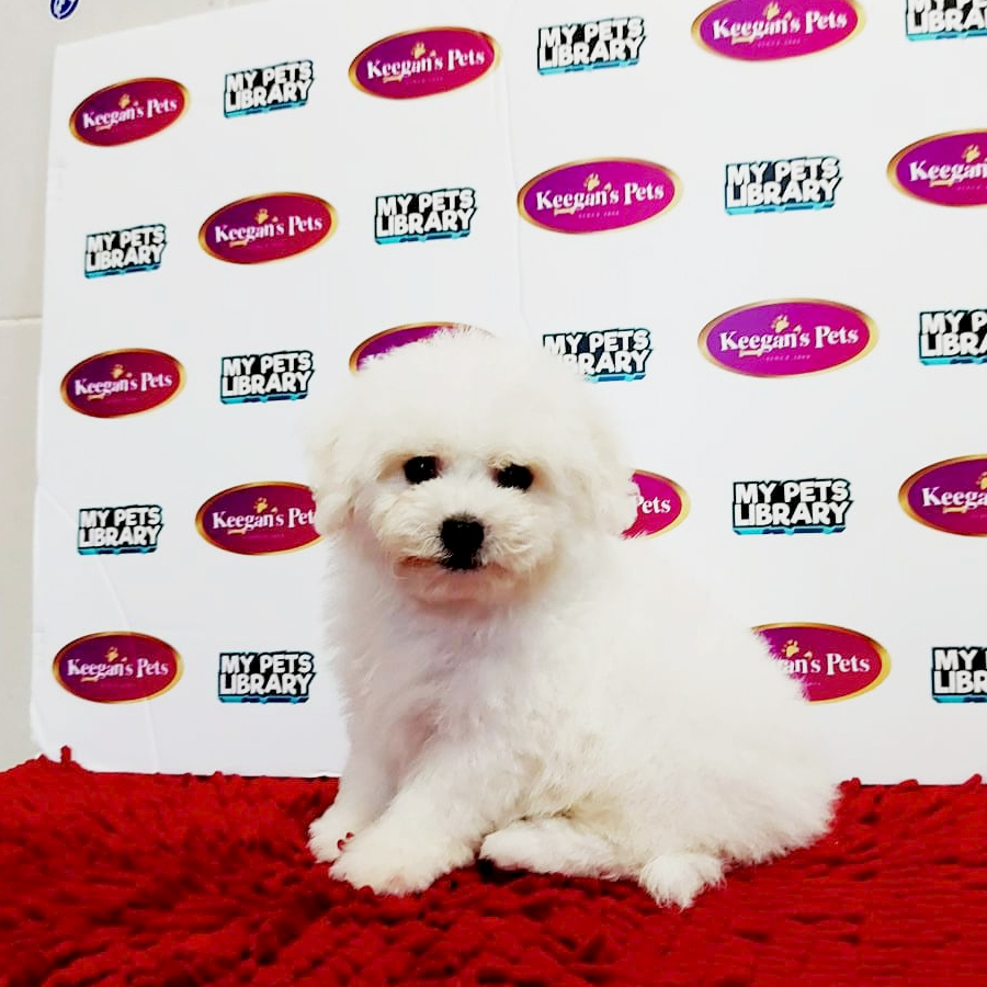 MKA Bichon Frise Puppy (Male) For Sale