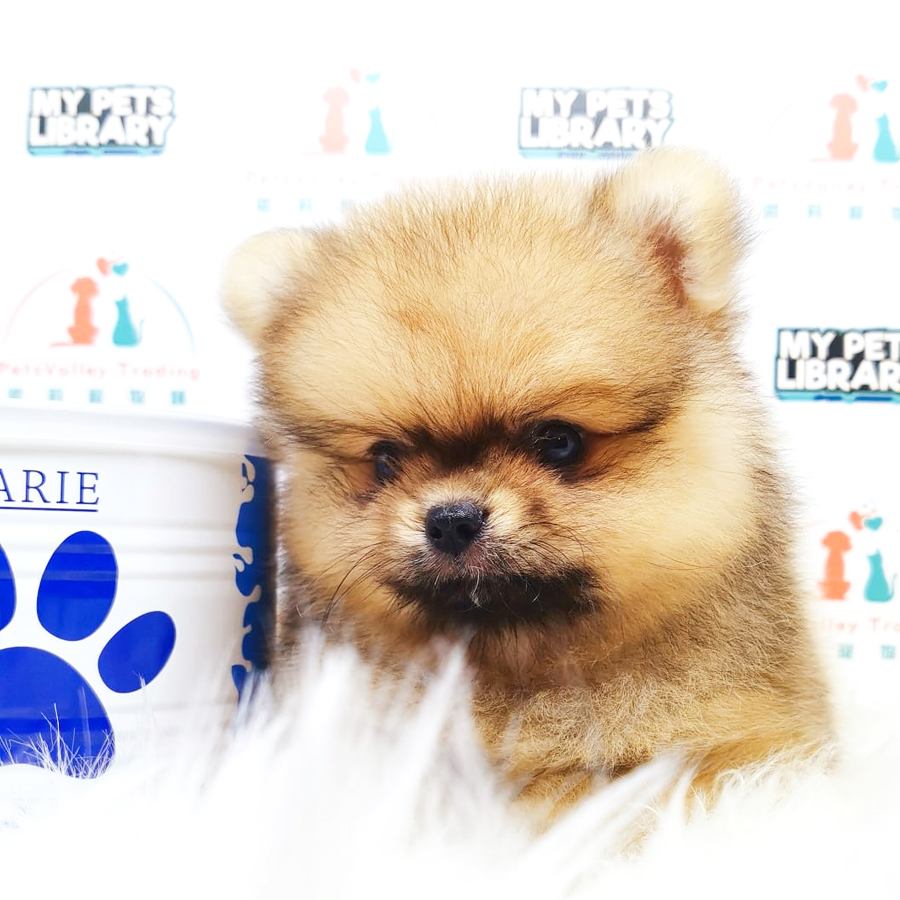 Pomeranian Puppy (Male) For Sale