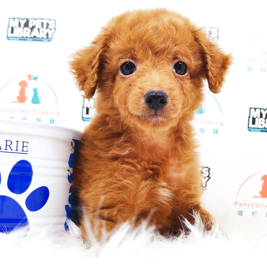 Toy Poodle Puppy (Male) For Sale