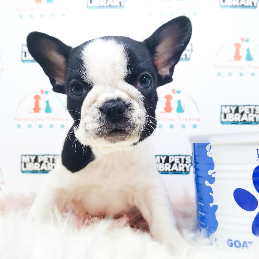 French Bulldog Puppy (Female) For Sale