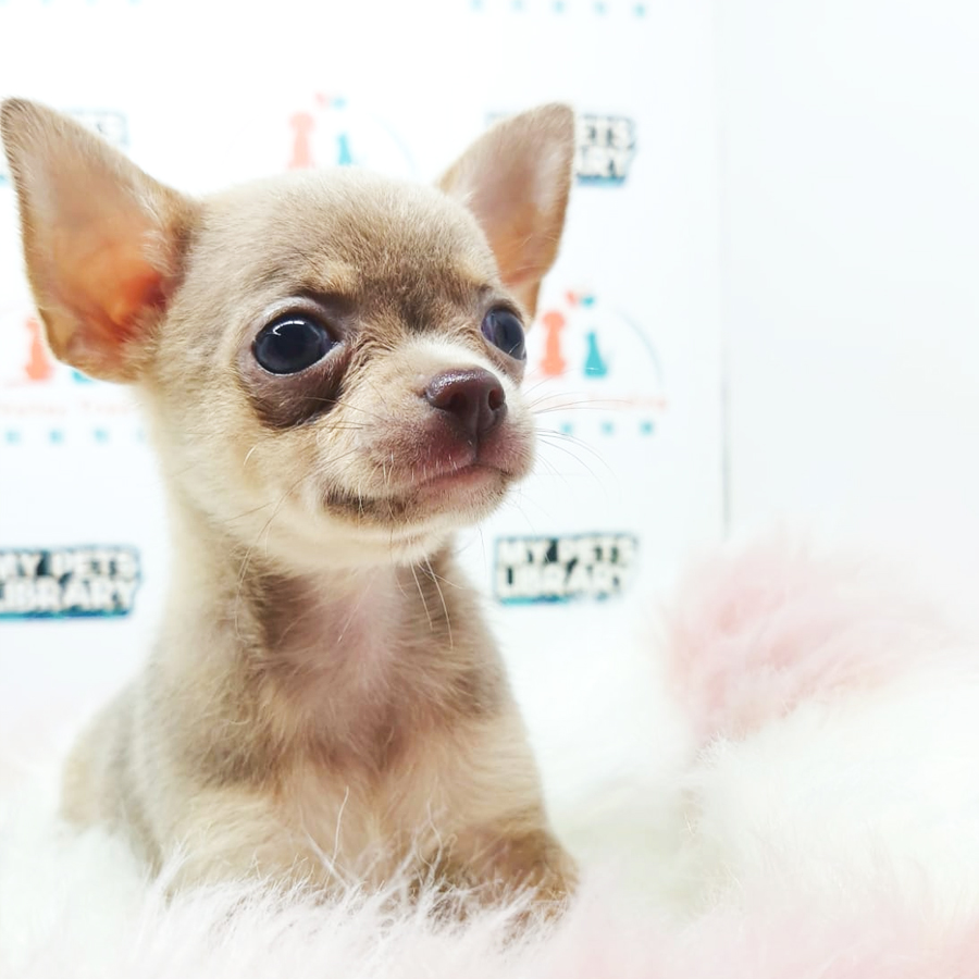 Chihuahua Puppy (Male) For Sale