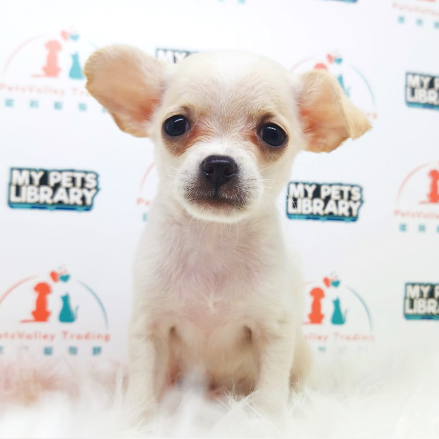 Chihuahua Puppy (Male) For Sale