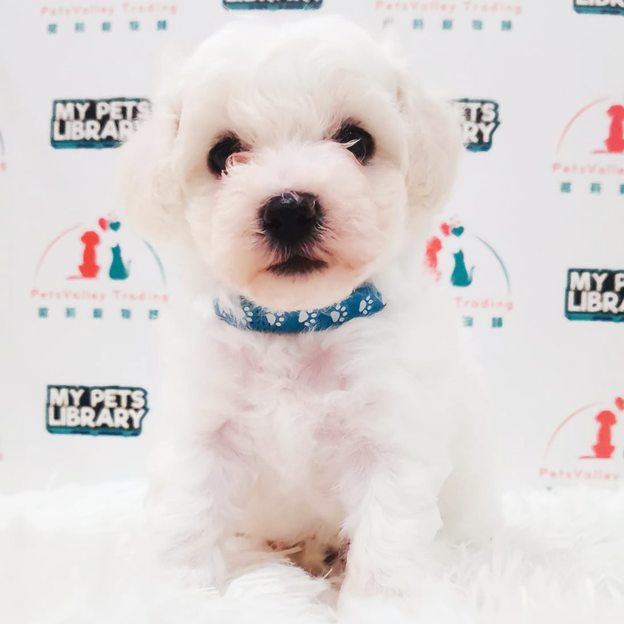 Bichon Frise Puppy (Male) For Sale