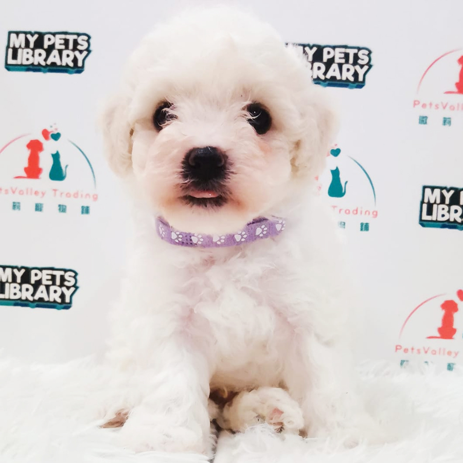 Bichon Frise Puppy (Male) For Sale
