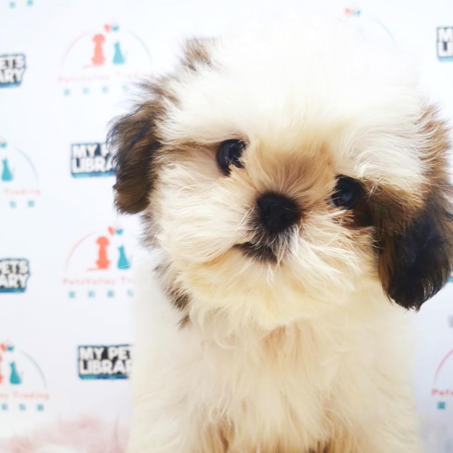 Shih Tzu Puppy (Male) For Sale