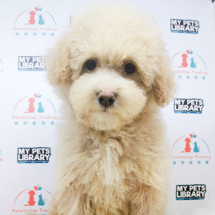 Toy Poodle Puppy (Male) For Sale