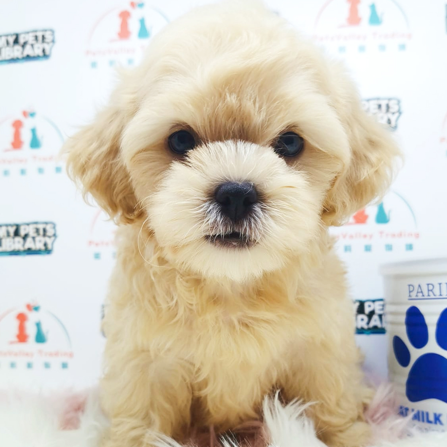 Shihpoo Puppy (Male) For Sale