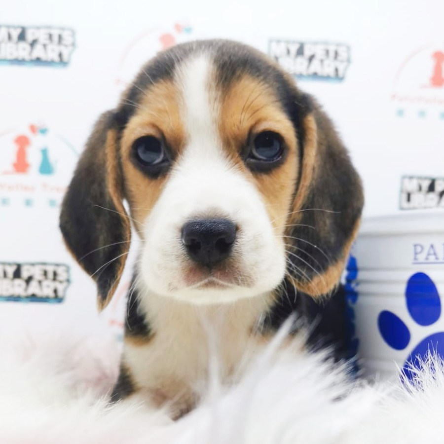Beagle Puppy (Female) For Sale