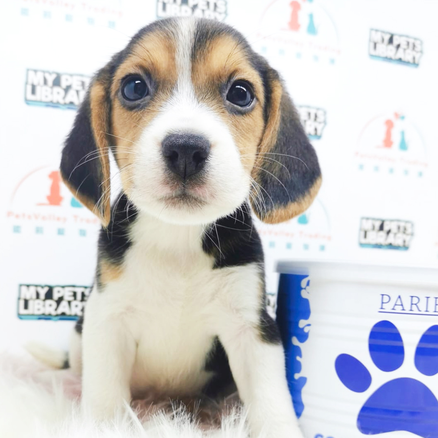 Beagle Puppy (Female) For Sale