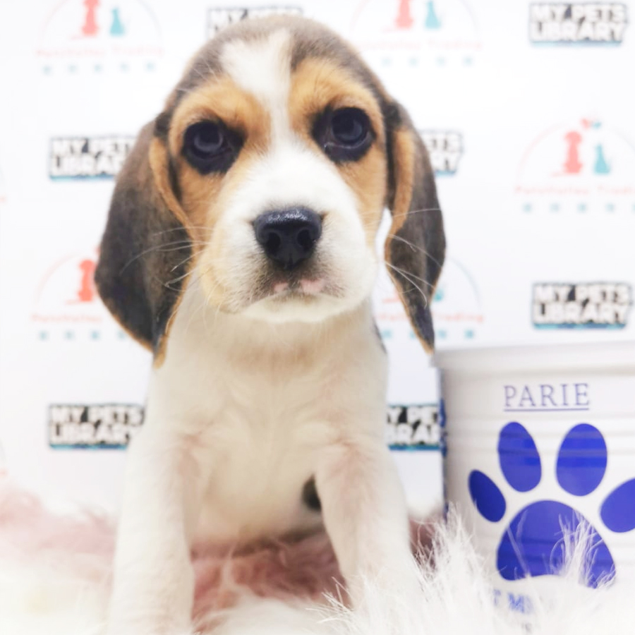 Beagle Puppy (Male) For Sale
