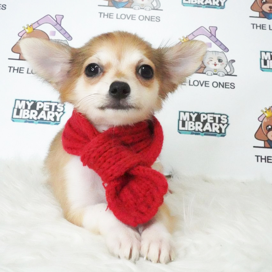 Long Coat Chihuahua Puppy (Female) For Sale