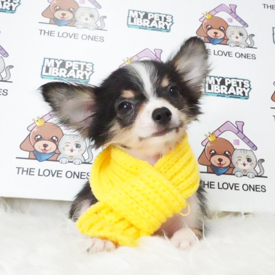 Long Coat Chihuahua Puppy (Male) For Sale