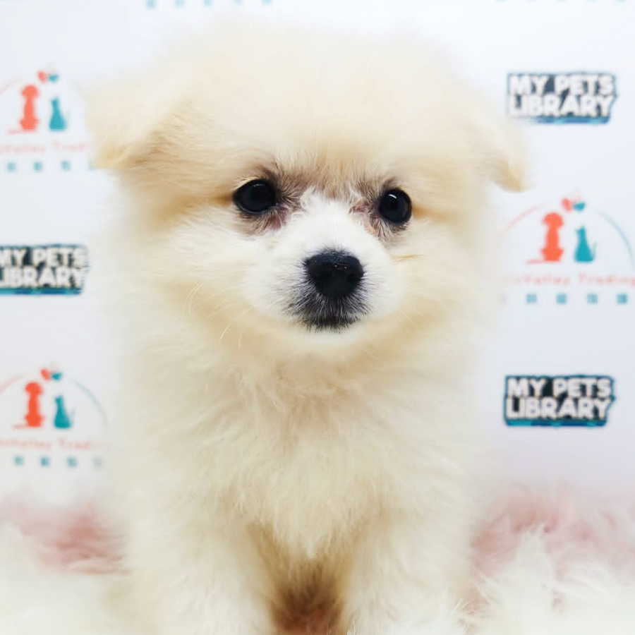 Pomapoo Puppy (Female) For Sale