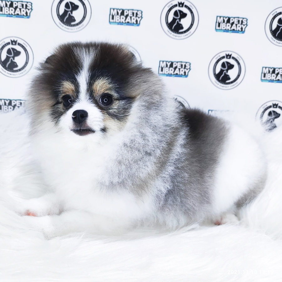Pomeranian Puppy (Female) For Sale