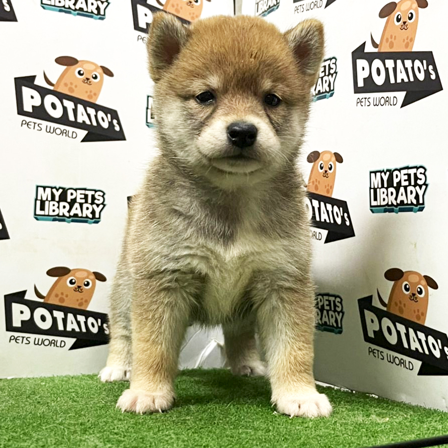 Shiba Inu Puppy (Female) For Sale