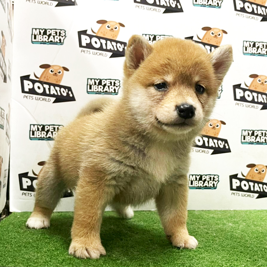 Shiba Inu Puppy (Female) For Sale