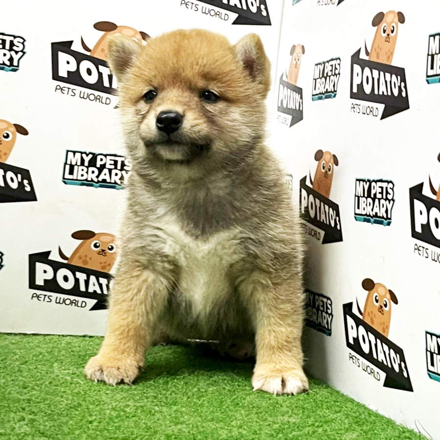 Shiba Inu Puppy (Male) For Sale