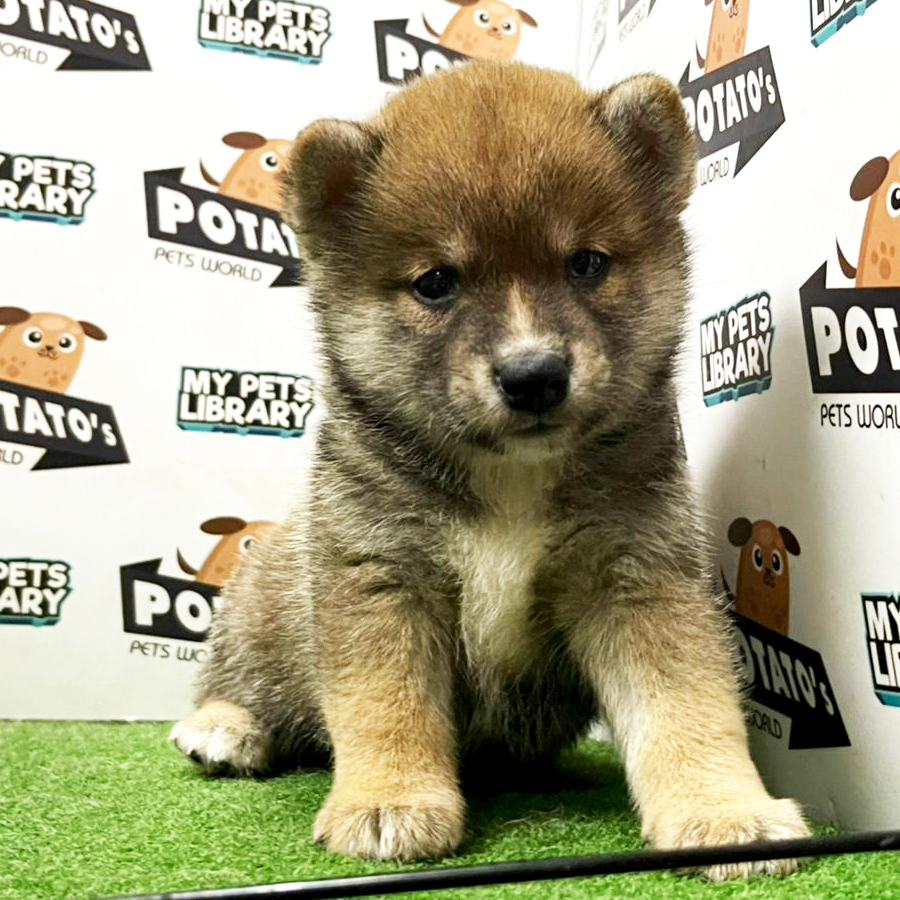 Shiba Inu Puppy (Male) For Sale
