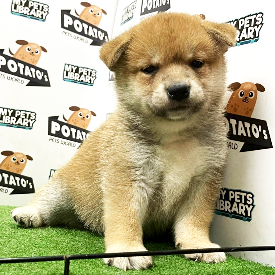 Shiba Inu Puppy (Female) For Sale