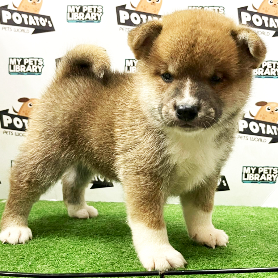 Shiba Inu Puppy (Male) For Sale