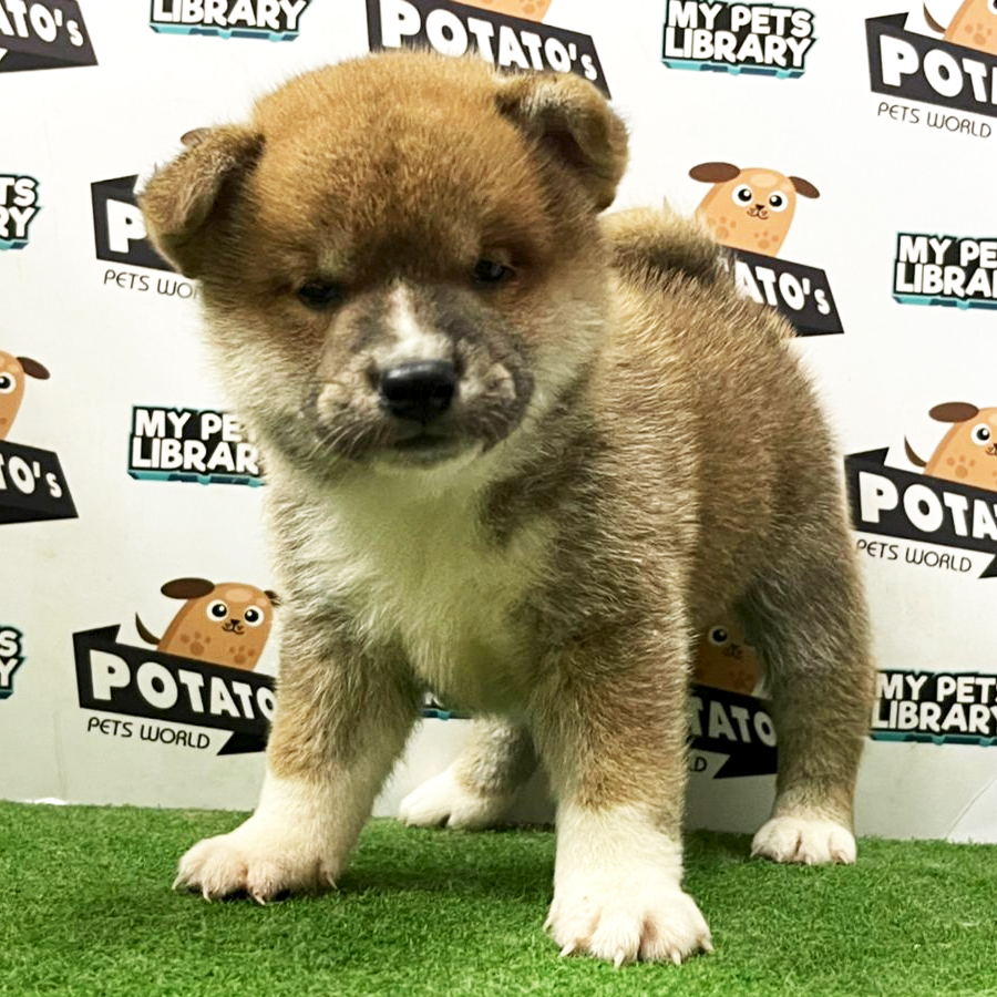 Shiba Inu Puppy (Female) For Sale