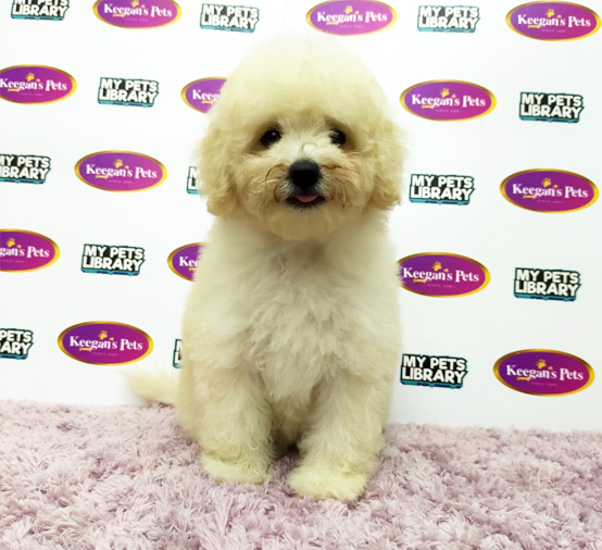 MKA Toy Poodle Puppy (Female) For Sale