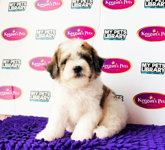 Toy Poodle Puppy (Male) For Sale