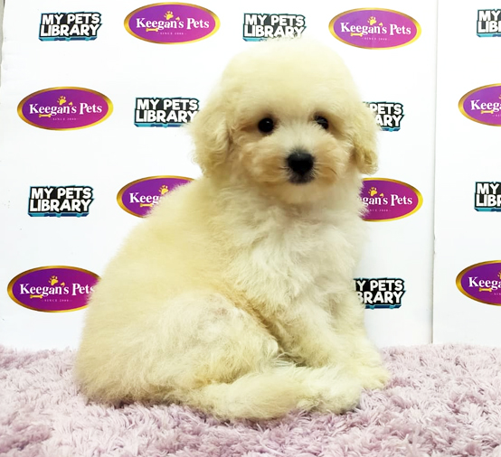 MKA Toy Poodle Puppy (Male) For Sale