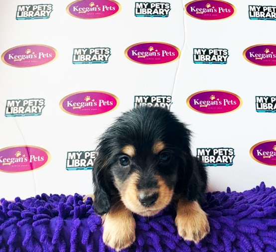 MKA Dachshund Puppy (Male) For Sale