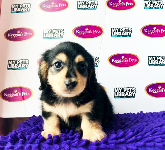 MKA Dachshund Puppy (Male) For Sale