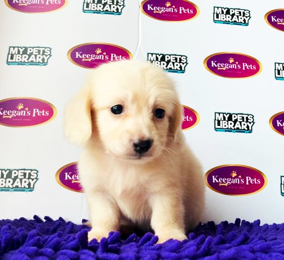 MKA Dachshund Puppy (Male) For Sale