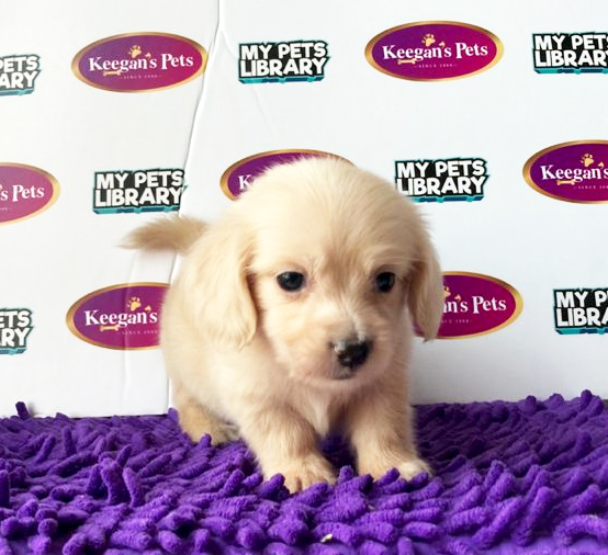 MKA Dachshund Puppy (Male) For Sale