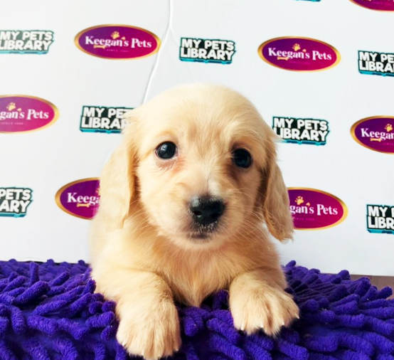 MKA Dachshund Puppy (Female) For Sale