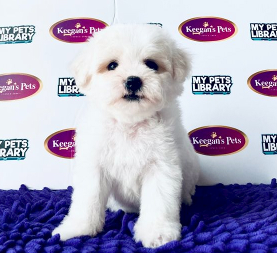 Bichon Frise Puppy (Female) For Sale