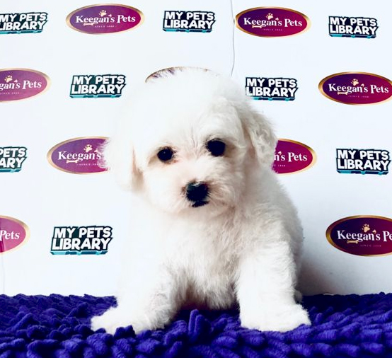 Bichon Frise Puppy (Male) For Sale