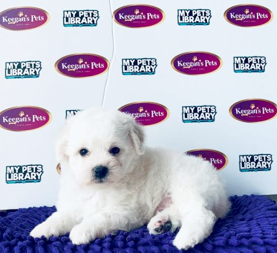 Bichon Frise Puppy (Male) For Sale