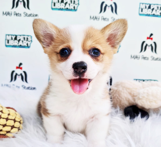 MKA Welsh Corgi Puppy (Female) For Sale