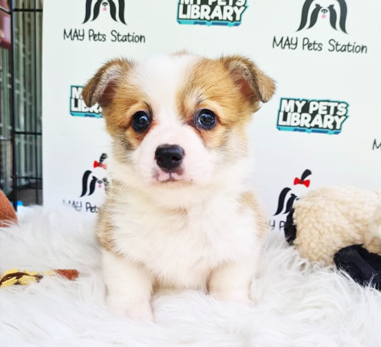 MKA Welsh Corgi Puppy (Female) For Sale