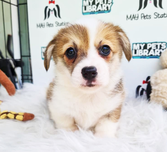 MKA Welsh Corgi Puppy (Female) For Sale