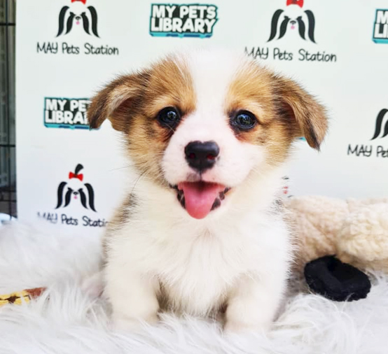 MKA Welsh Corgi Puppy (Male) For Sale