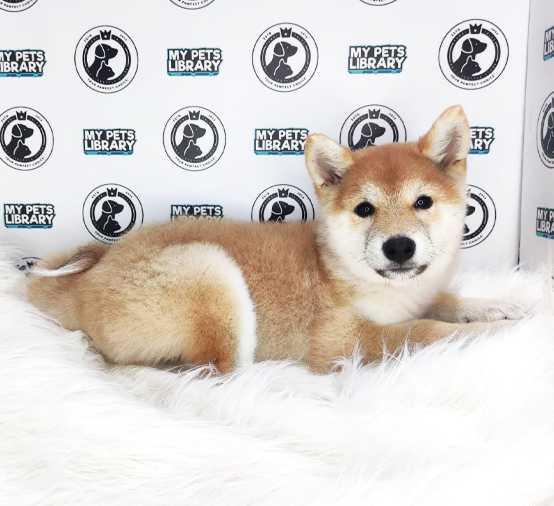 MKA Shiba Inu Puppy (Female) For Sale