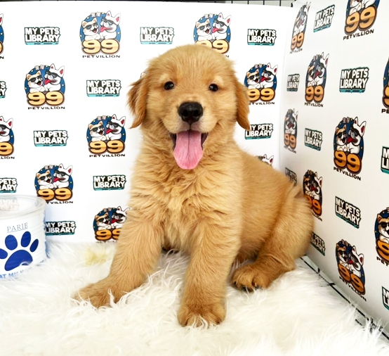 XXL Golden Retriever Puppy (Female) For Sale
