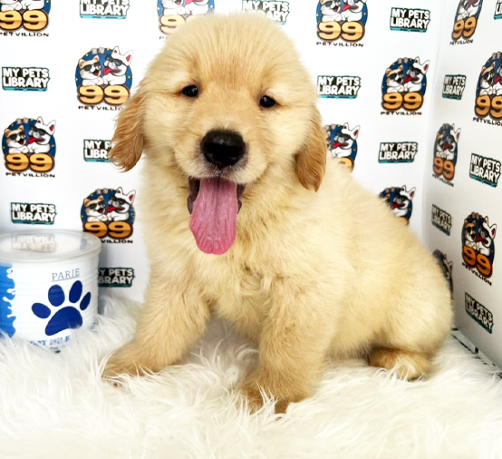 XXL Golden Retriever Puppy (Male) For Sale