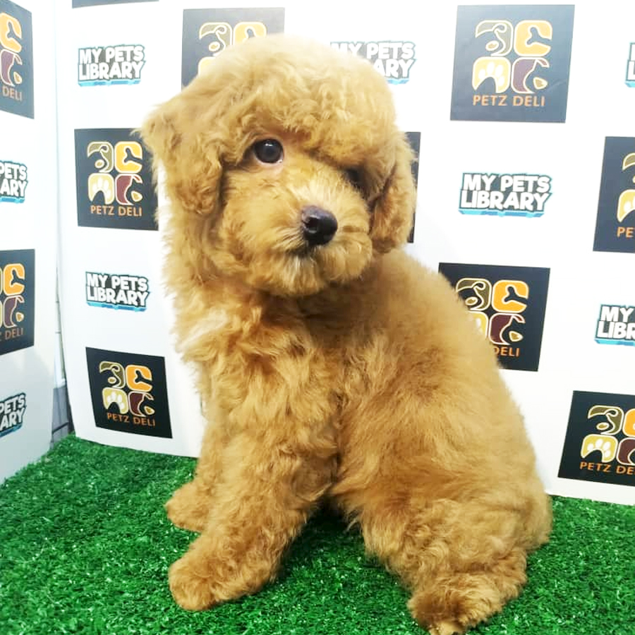 Toy Poodle Puppy (Male) For Sale