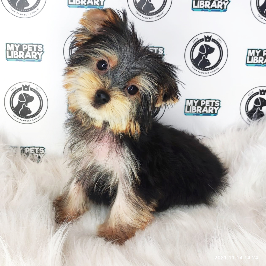 MKA Yorkshire Terrier Puppy (Male) For Sale