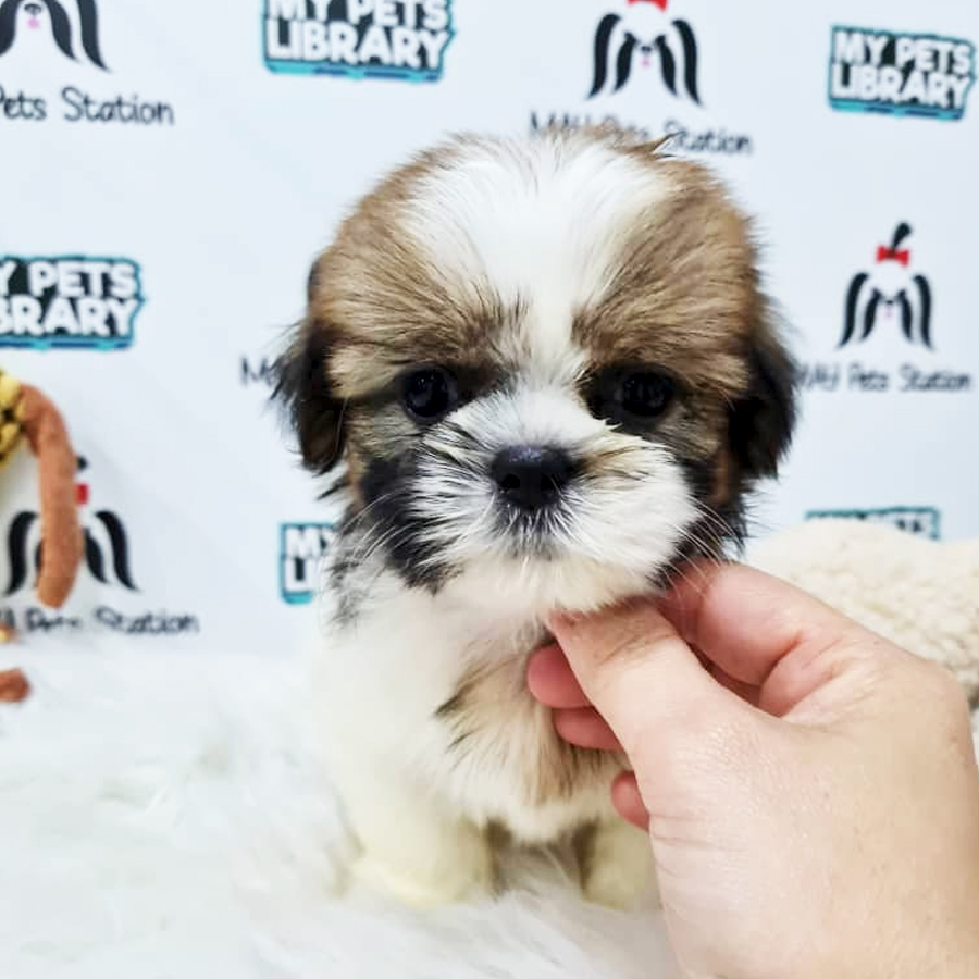 Shih Tzu Puppy (Female) For Sale